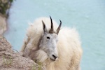 Susan's Story, A mountain goat we saw in Jasper National Park