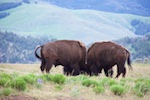 Photo from Susan's Story, Two buffalos we saw fighting near the road in Yellowstone National Park
