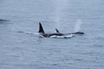 Susan's Story, Some orcas we saw in Kenai Fjords National Park