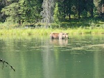 Susan's Story, A moose with two calves we saw on our hike on Horshoe Lake Trail in Denali National Park