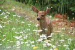 Photo from Susan's Story, This young deer came very close to Susan and she took it's picture
