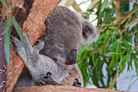 Susan's Story, A koala named Cooper