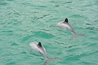 Susan's Story, Hector dolphins, the world's smallest in Akaroa harbor in New Zealand