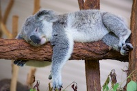 Susan's Story, A lazy koala we saw at the Lone Pine Quola Sanctuary
