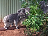 Photo from Susan's Story, Three kaolas we saw eating eucalyptus leaves at the Rainforest Station wildlife refuge