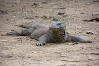 Photo from Susan's Story, A large Komodo Dragon we came upon near a water hole while hiking on Komodo Island in Indonesia in March 2017