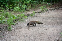 Susan's Story, a small Komodo dragon we found walking on the path we were hiking today