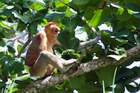 Susan's Story, The star of the day was this proboscis monkey in a Bako tree at Bako National Park in Sarawak