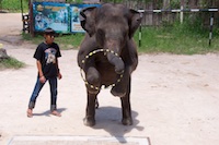 Photo from Susan's Story, A baby elephant performing for a group on Koh Samui, Thailand