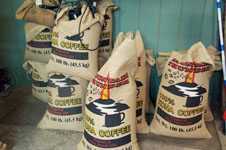 Photo from Susan's Story, Kona coffee plantation