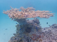 Susan's Story, A large soft coral we saw
