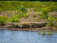 Susan's Story, El Capitan a Crocodile on the Rio Grande Tarcoles in Costa Rica