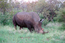 Photo from Susan's Story, a white rhinoceros we saw