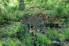 Photo from Susan's Story, a leopard we saw today
