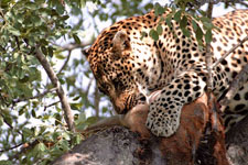 Susan's Story, a leopard with his kill