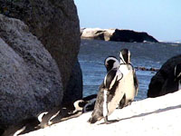 Susan's Story, Penguins