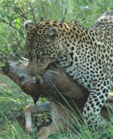 Susan's Story, a leopard that we saw