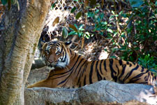 Photo from Susan's Story, a tiger at the San Diego zoo