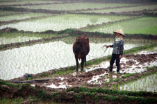 Susan's Story, a picture of a girl with an ox in an extensive rice paddy in Vietnam