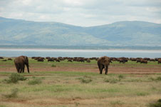 Photo from Susan's Story, pictures of animals we saw at the bottom of the crater