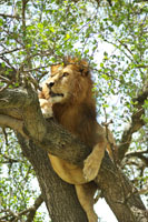 Susan's Story, a picture of a tree climbing lion